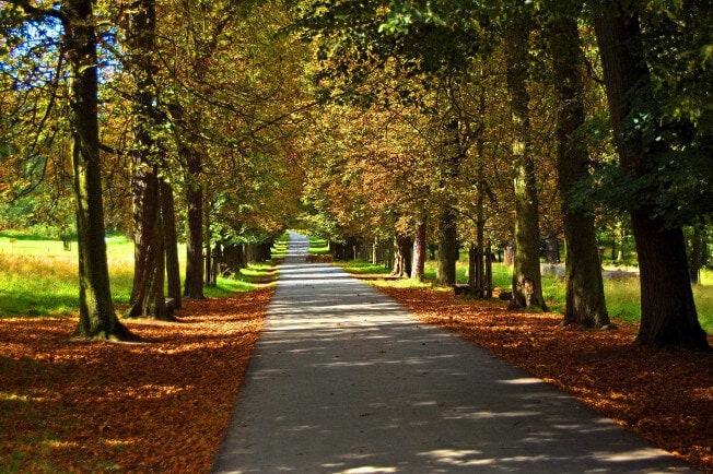 Autumnal avenue within Favoritepark